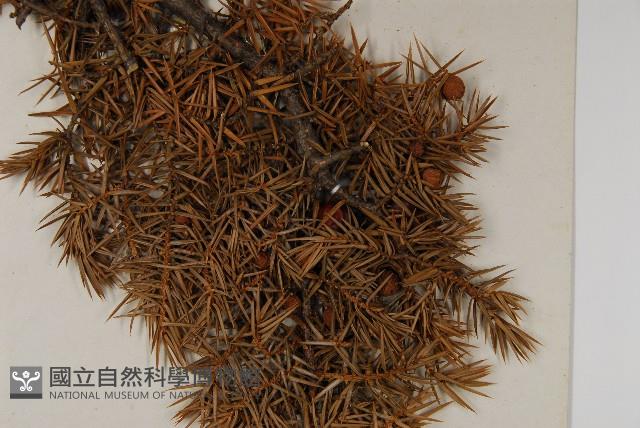 刺柏藏品圖，第3張