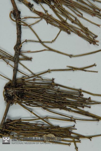 匍枝兩江麻黃藏品圖，第3張