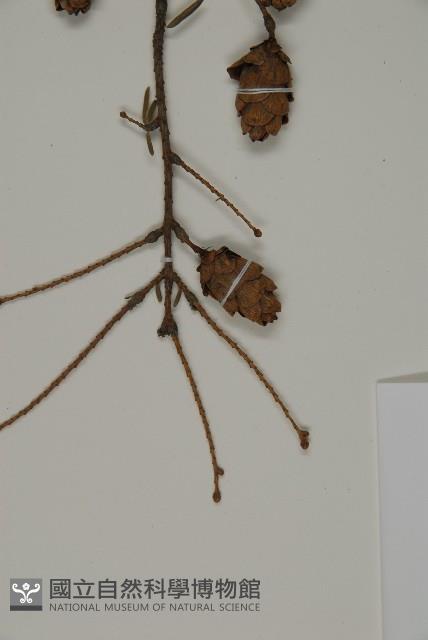 臺灣鐵杉藏品圖，第3張