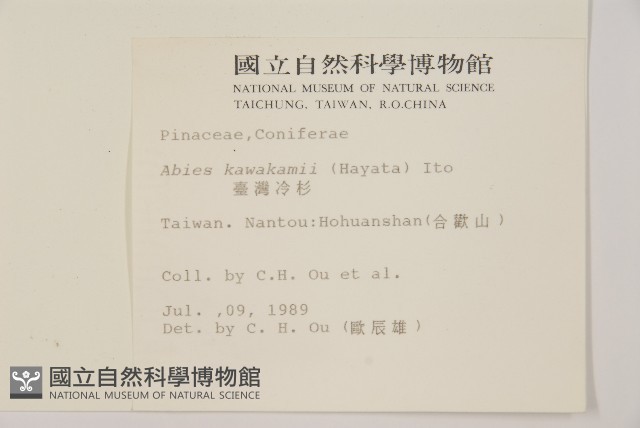 臺灣冷杉藏品圖，第2張