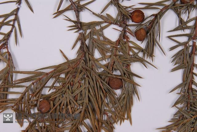 刺柏藏品圖，第3張