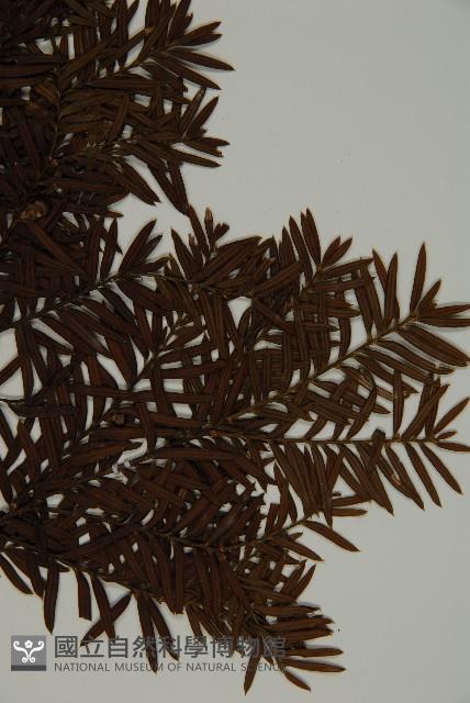 臺灣紅豆杉、紫杉、南方紅豆杉藏品圖，第3張