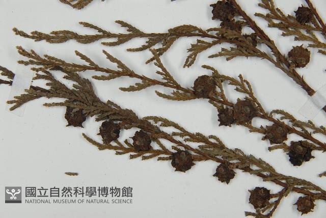 柏木、柏樹藏品圖，第3張