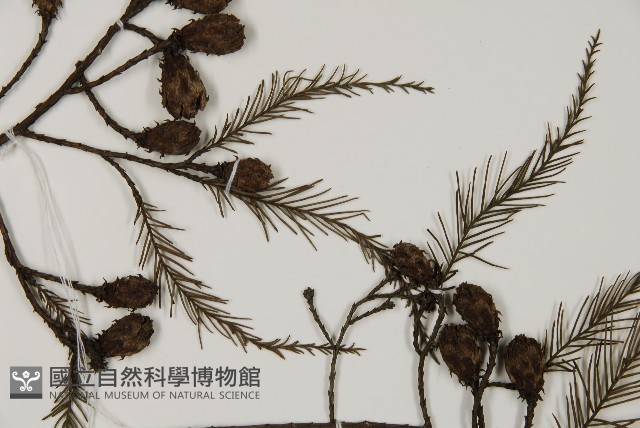 水松、廣東杉藏品圖，第3張