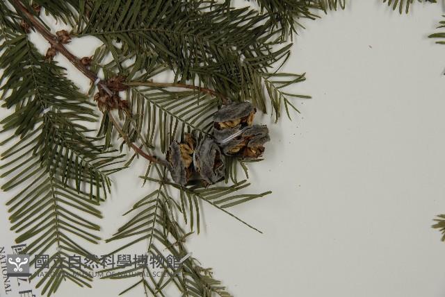 水杉藏品圖，第3張