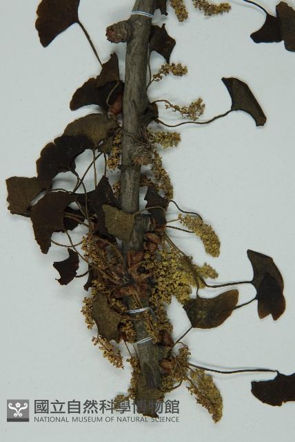 銀杏藏品圖，第3張