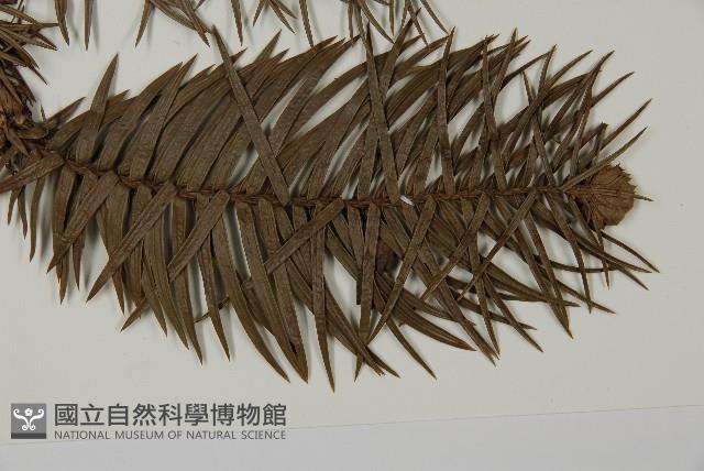 杉木藏品圖，第3張