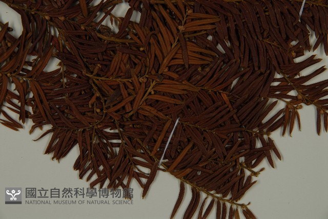 臺灣紅豆杉、紫杉、南方紅豆杉藏品圖，第3張