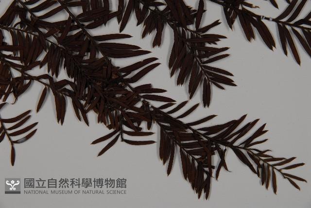 臺灣紅豆杉、紫杉、南方紅豆杉藏品圖，第3張