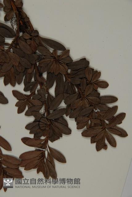 小葉漢松藏品圖，第3張