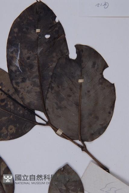 買麻藤藏品圖，第3張