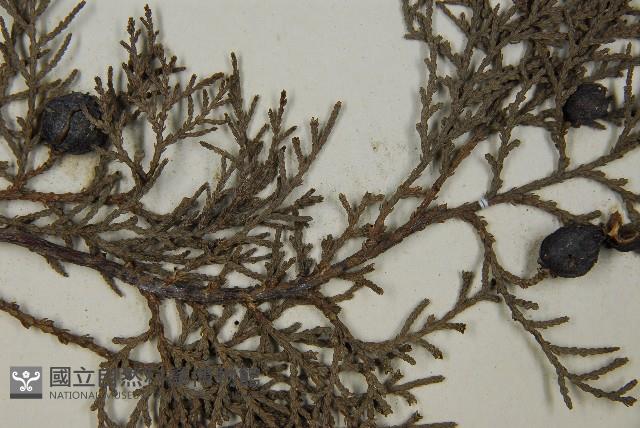 日本扁柏藏品圖，第3張