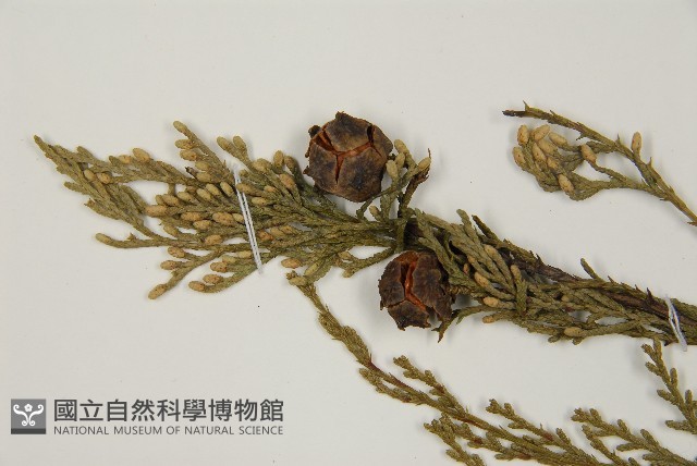 柏木、柏樹藏品圖，第3張