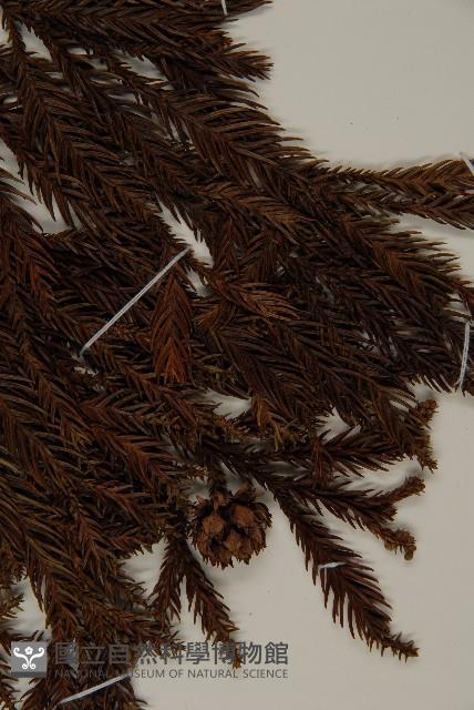 柳杉藏品圖，第3張