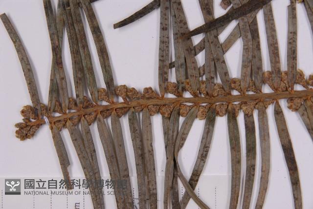 三尖杉藏品圖，第3張