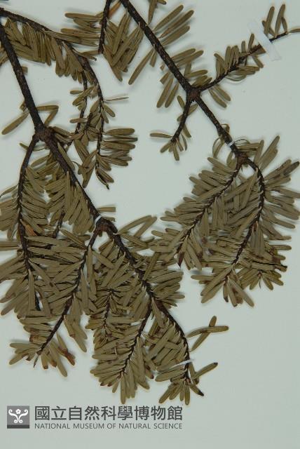 蒼山冷杉藏品圖，第3張