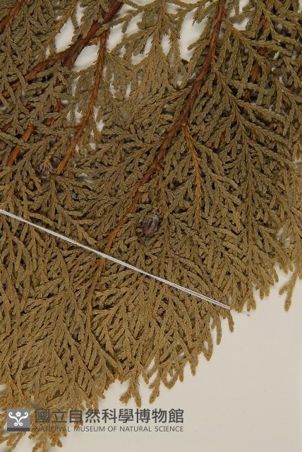 側柏藏品圖，第3張