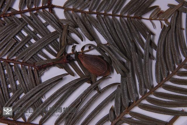 臺灣粗榧、台灣三尖杉藏品圖，第3張