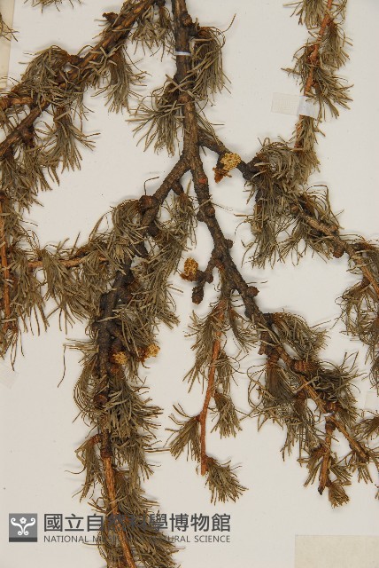 華北落葉松藏品圖，第3張