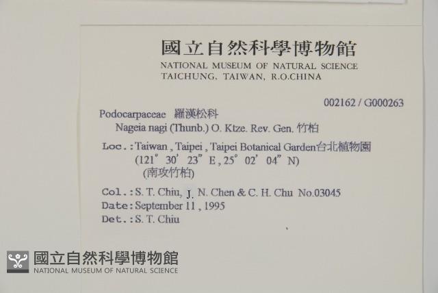 竹柏藏品圖，第2張