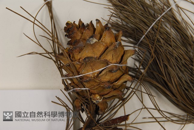 華山松藏品圖，第3張
