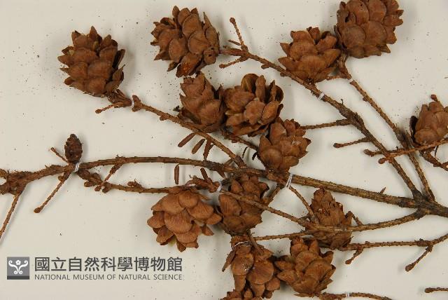 鐵杉藏品圖，第3張