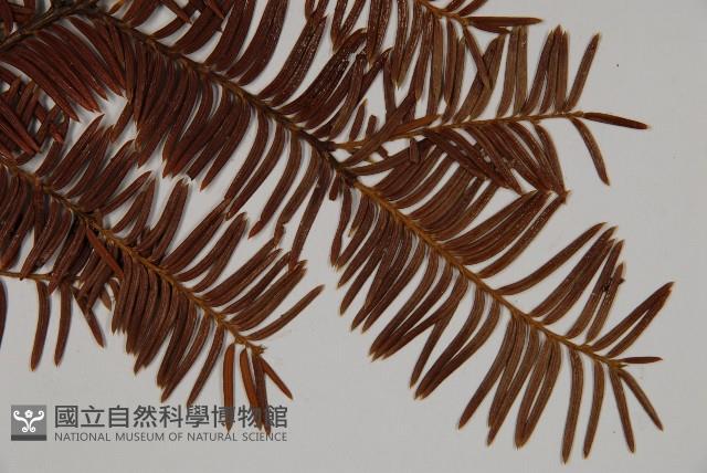 雲南紅豆杉藏品圖，第3張