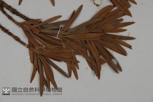 大葉羅漢松藏品圖，第3張