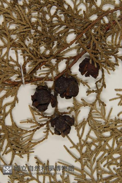 側柏藏品圖，第3張