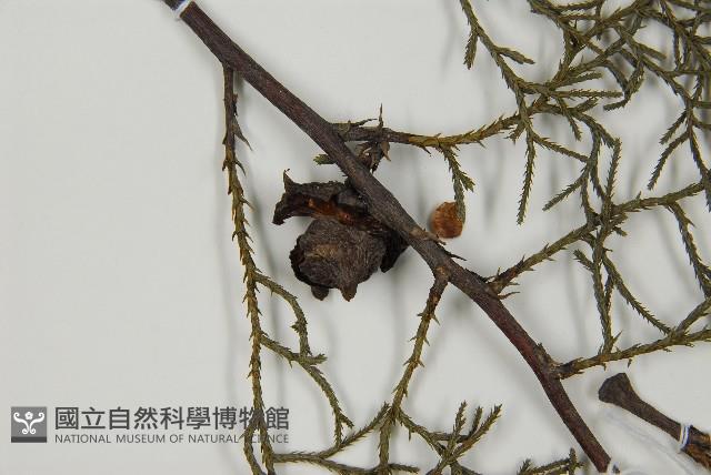 白粉柏藏品圖，第3張