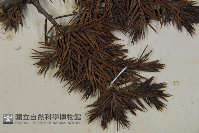 刺柏藏品圖，第3張