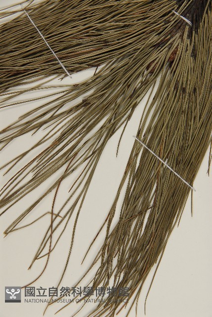 馬尾松藏品圖，第3張