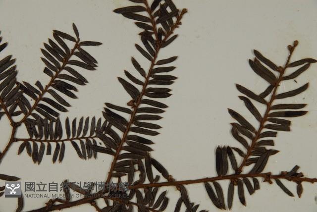 巴山榧樹藏品圖，第3張