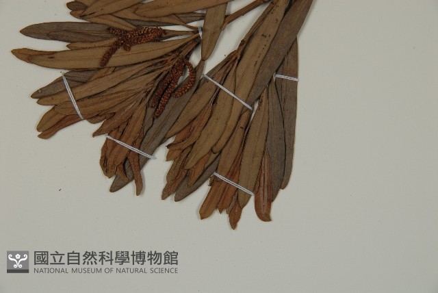 大葉羅漢松藏品圖，第3張