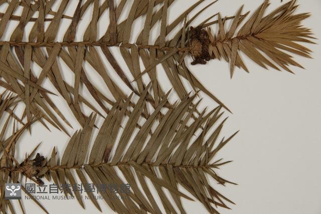 杉木藏品圖，第3張