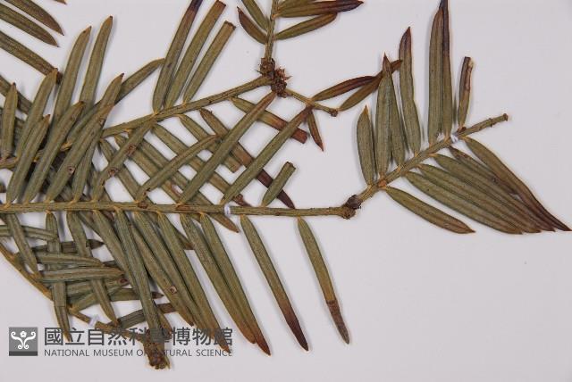 臺灣粗榧、台灣三尖杉藏品圖，第3張