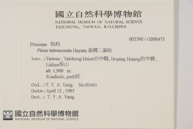 臺灣二葉松藏品圖，第2張