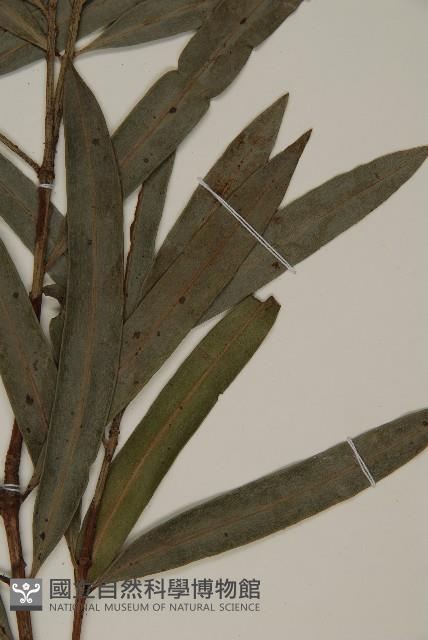 桃實百日青藏品圖，第3張