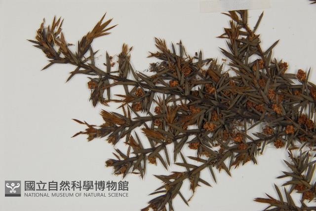 刺柏藏品圖，第3張