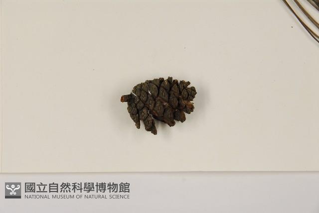 濕地松藏品圖，第3張