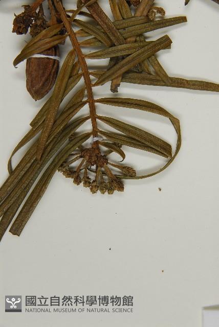 三尖杉藏品圖，第3張