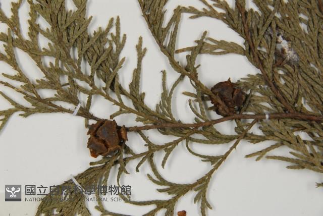 柏木、柏樹藏品圖，第3張