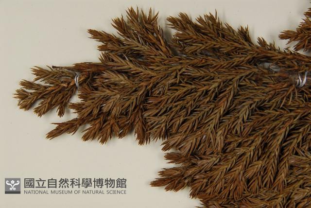 香青藏品圖，第3張