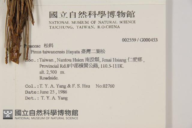 臺灣二葉松藏品圖，第2張
