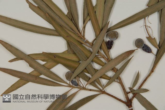 叢花百日青藏品圖，第3張