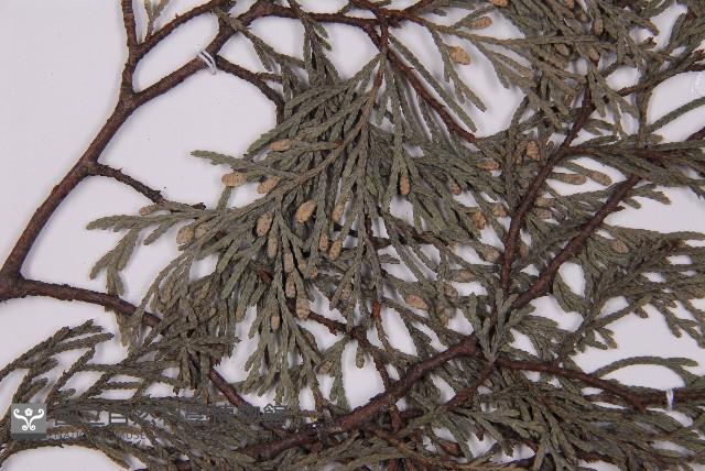 柏木、柏樹藏品圖，第3張