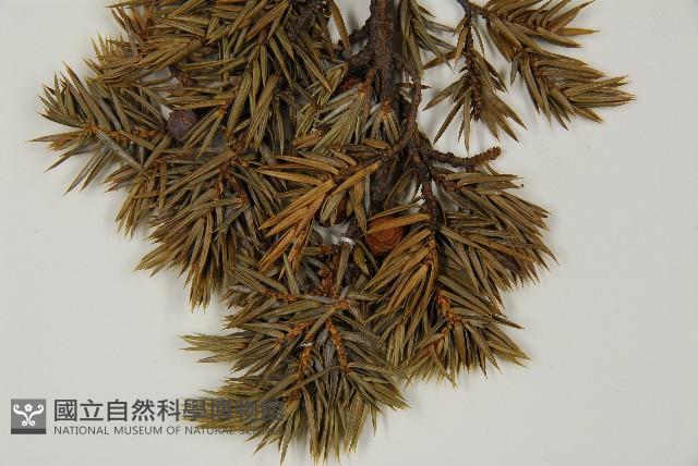 刺柏藏品圖，第3張