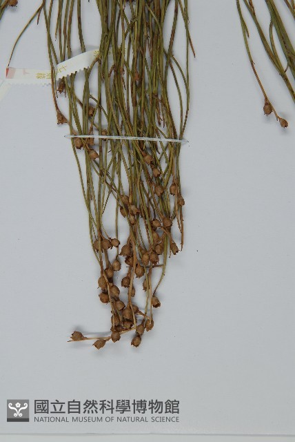 雙穗麻黃藏品圖，第3張