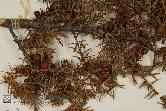 刺柏藏品圖，第3張