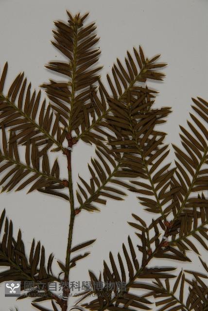 臺灣紅豆杉、紫杉、南方紅豆杉藏品圖，第3張